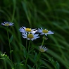Kalimeris Kalimeris incisa 'Blue Star' Kalimeris Kalimeris incisa 'Blue Star'
