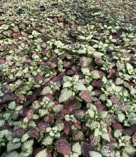 Lamium maculatum 'Beacon Silver'