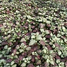 Lamium Lamium maculatum 'Beacon Silver' Lamium Lamium maculatum 'Beacon Silver'