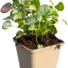 Lamium Lamium maculatum 'Beacon Silver' Lamium Lamium maculatum 'Beacon Silver'