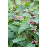Lamium maculatum 'Roseum'