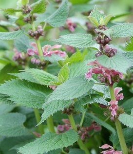 Lamium maculatum 'Roseum'