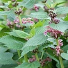 Lamium Lamium maculatum 'Roseum' Lamium Lamium maculatum 'Roseum'