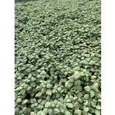 Lamium maculatum 'White Nancy'