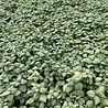 Lamium Lamium maculatum 'White Nancy' Lamium Lamium maculatum 'White Nancy'