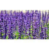 Lavandula angustifolia 'Hidcote'