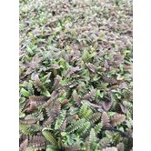 Leptinella potentillina