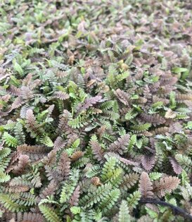 Leptinella potentillina