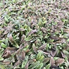 Leptinella Leptinella potentillina Leptinella Leptinella potentillina