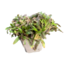 Leptinella Leptinella potentillina Leptinella Leptinella potentillina