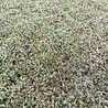 Leptinella Leptinella potentillina Leptinella Leptinella potentillina