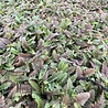 Leptinella Leptinella potentillina Leptinella Leptinella potentillina