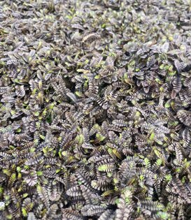 Leptinella squalida 'Platt's Black'