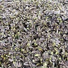 Leptinella Leptinella squalida 'Platt's Black' Leptinella Leptinella squalida 'Platt's Black'