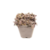 Leptinella Leptinella squalida 'Platt's Black' Leptinella Leptinella squalida 'Platt's Black'