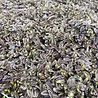 Leptinella Leptinella squalida 'Platt's Black' Leptinella Leptinella squalida 'Platt's Black'