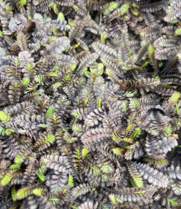 Leptinella Leptinella squalida 'Platt's Black'