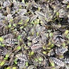 Leptinella Leptinella squalida 'Platt's Black' Leptinella Leptinella squalida 'Platt's Black'