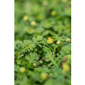 Leptinella squalida
