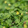 Leptininella Leptinella squalida Leptininella Leptinella squalida
