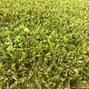 Leptininella Leptinella squalida Leptininella Leptinella squalida