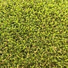 Leptininella Leptinella squalida Leptininella Leptinella squalida