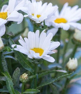 Leucanthemum (S) 'Becky'