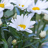 Leucanthemum Leucanthemum superbum 'Becky' Leucanthemum Leucanthemum superbum 'Becky'