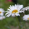 Leucanthemum Leucanthemum superbum 'Becky' Leucanthemum Leucanthemum superbum 'Becky'