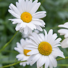 Leucanthemum Leucanthemum superbum 'Becky' Leucanthemum Leucanthemum superbum 'Becky'