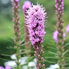 Liatris Liatris spicata Liatris Liatris spicata