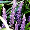 Liriope Liriope muscari 'Big Blue' Liriope Liriope muscari 'Big Blue'