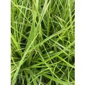 Luzula nivea