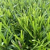 Luzula Luzula sylvatica Luzula Luzula sylvatica
