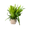 Luzula Luzula sylvatica Luzula Luzula sylvatica