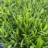 Luzula Luzula sylvatica Luzula Luzula sylvatica