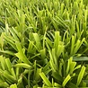 Luzula Luzula sylvatica Luzula Luzula sylvatica
