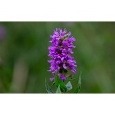 Lythrum virgatum 'Dropmore Purple'