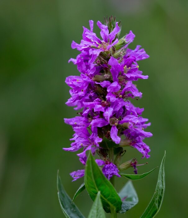 lythrym Lythrum virgatum 'Dropmore Purple'