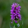 lythrym Lythrum virgatum 'Dropmore Purple' lythrym Lythrum virgatum 'Dropmore Purple'
