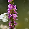 Lytrum Lythrum salicaria 'Robert' Lytrum Lythrum salicaria 'Robert'