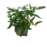 Lytrum Lythrum salicaria 'Robert' Lytrum Lythrum salicaria 'Robert'