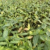 Lytrum Lythrum salicaria 'Robert' Lytrum Lythrum salicaria 'Robert'
