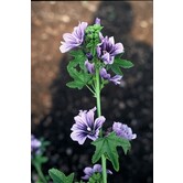 Malva sylvestris 'Primley Blue'