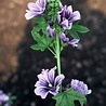 Malva Malva sylvestris 'Primley Blue' Malva Malva sylvestris 'Primley Blue'