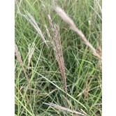 Miscanthus sinensis 'Kleine Silberspinne'