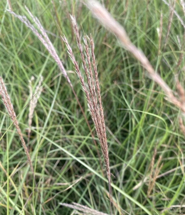 Miscanthus Miscanthus sinensis 'Kleine Silberspinne'
