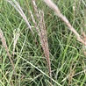 Miscanthus Miscanthus sinensis 'Kleine Silberspinne' Miscanthus Miscanthus sinensis 'Kleine Silberspinne'