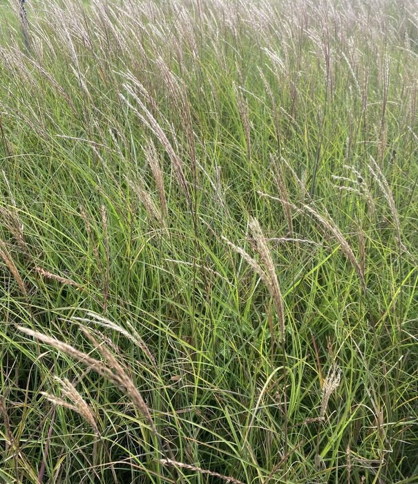 Miscanthus Miscanthus sinensis 'Kleine Silberspinne'