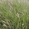 Miscanthus Miscanthus sinensis 'Kleine Silberspinne' Miscanthus Miscanthus sinensis 'Kleine Silberspinne'